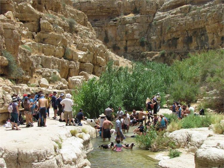 הלכו בעקבות הכלבים ומצאו אהבה 2