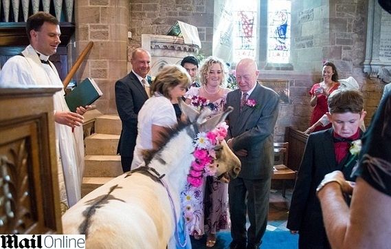 צעדה לחופה עם חמור 3