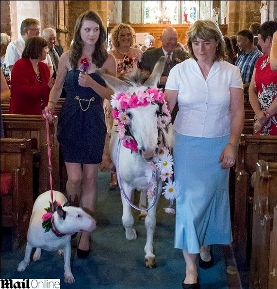 צעדה לחופה עם חמור 2