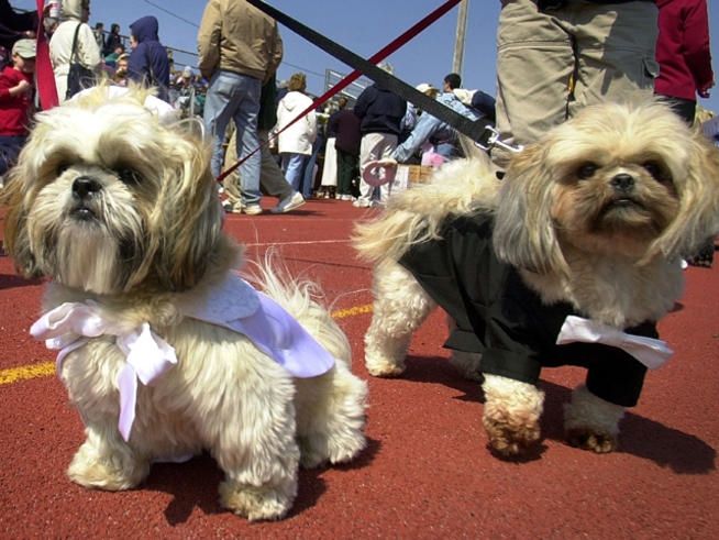 החתונות ששברו שיאי עולם 3