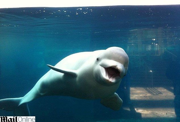 אורח הכבוד בחתונה: לוויתן 2