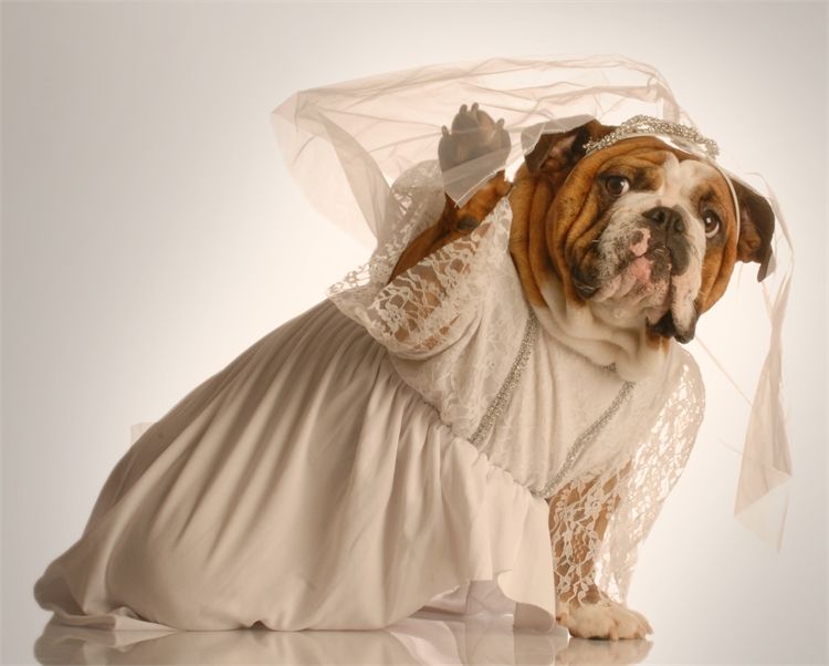 האישה שהתחתנה עם הכלבה שלה 2