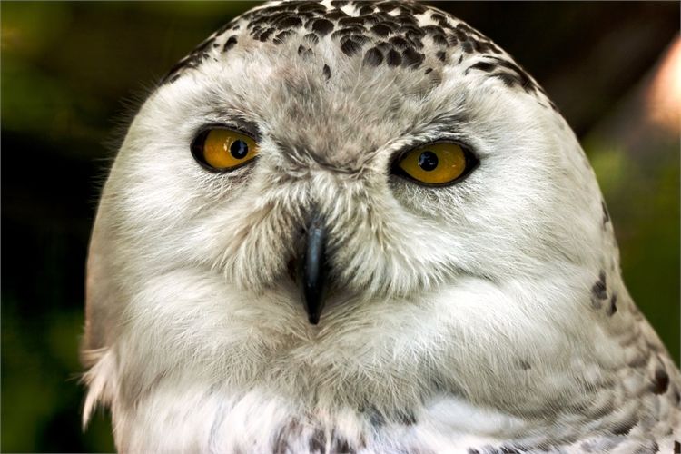 להתחתן עם הארי פוטר 3