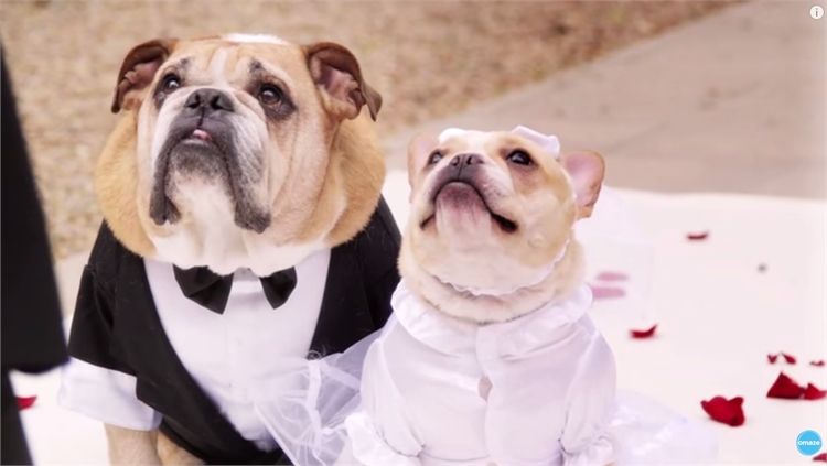 נשבענו זה לזו: חתונות בין חיות 2