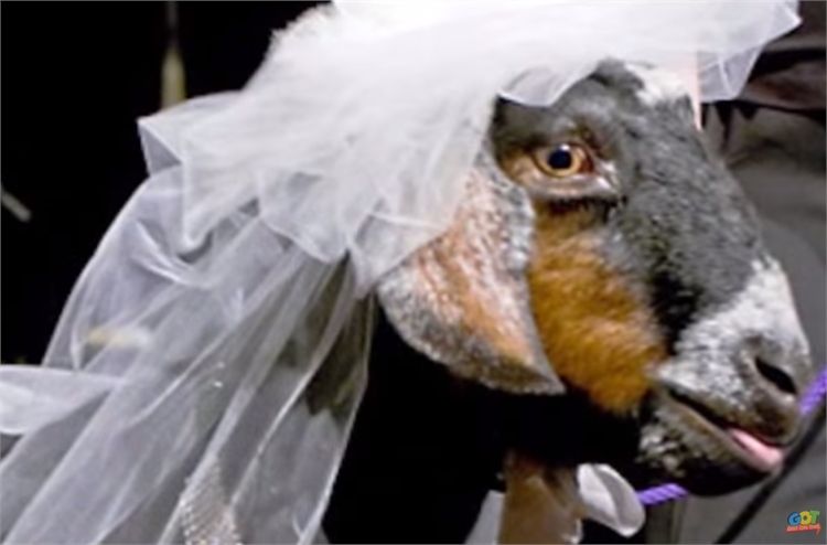 נשבענו זה לזו: חתונות בין חיות 6