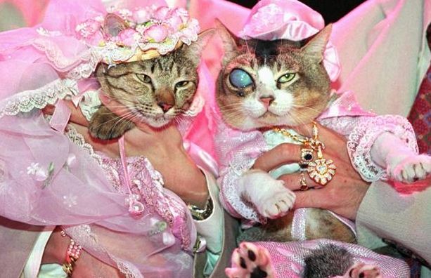 נשבענו זה לזו: חתונות בין חיות 8