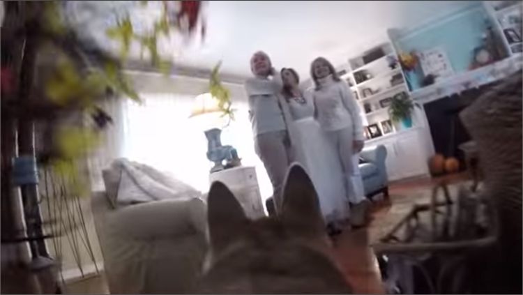 'הב הב', כלבה צילמה סרטון חתונה 2