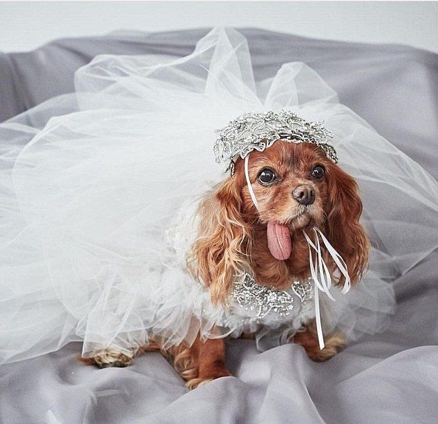 כל כלב בא יומו: כוכבי האינסטגרם בדרך לחופה 2