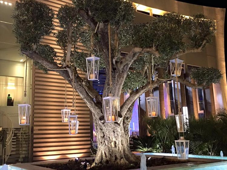 עצי זית לצד מזרקות מים מרשימות, מתוך גן האירועים WIN (צילום:שרון רביבו)