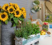 הזרקור: גן הגפן