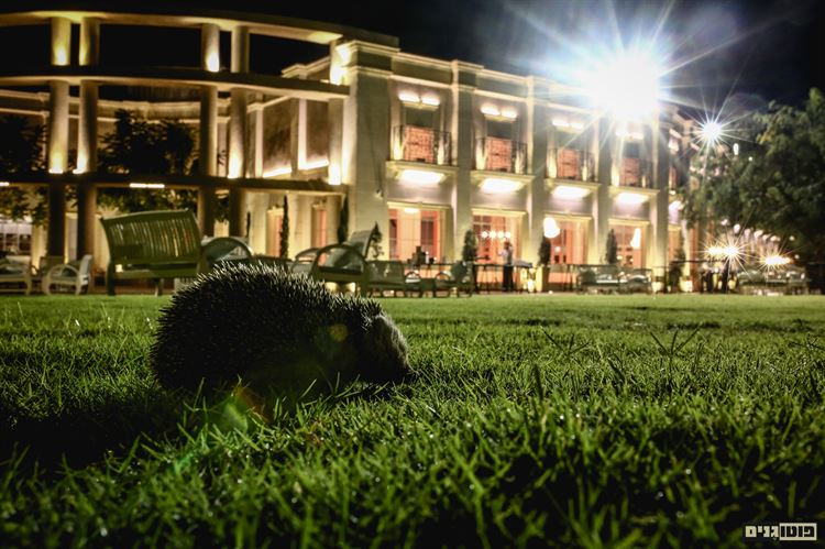 רוק דה וודינג: חתונת מטאל שחורה 5