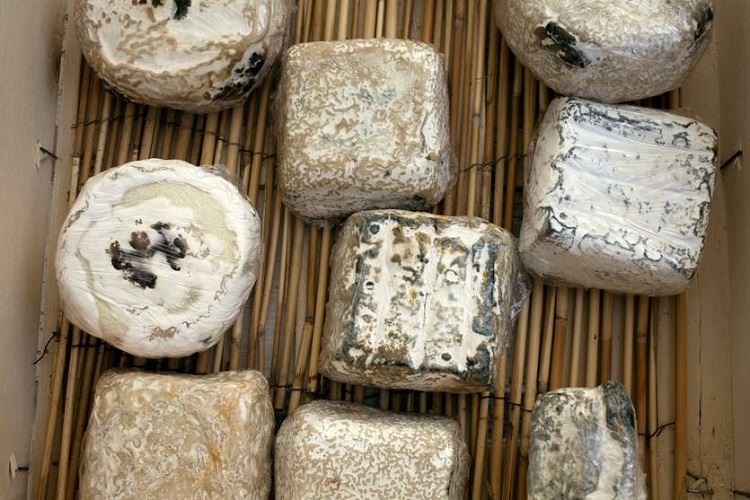 הזרקור: קייטרינג לואיזה 20