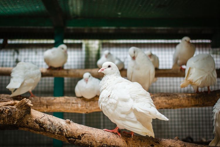 יונה לחתונה: האמת מאחורי האטרקציה הפופולארית 4