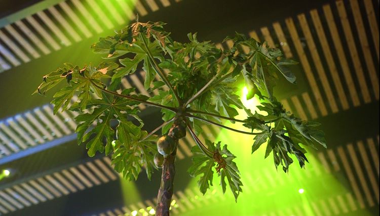 נמצא האירוע הכי שווה של עונת החתונות 6