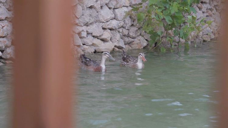 סוד הקסם של גן האירועים 'בצלע ההר' 16
