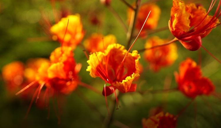 צפו: פרדס נצחי בשם טופ דוראן 4