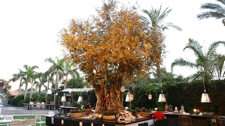 הלוקיישן ששובה את ליבם של המאורסים הצעירים 9