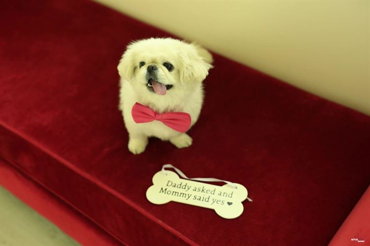 האורחת שהתפרצה לצילומי החתונה וגנבה את ההצגה 11