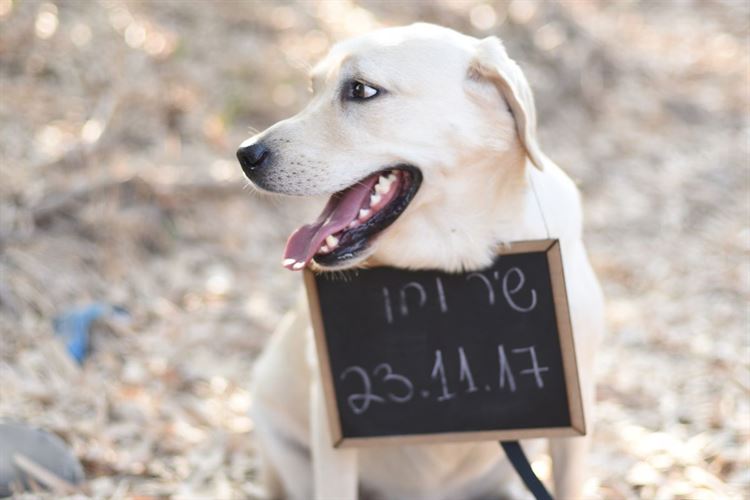 סיפור על שידוך והודעה שכמעט התפספסה 7