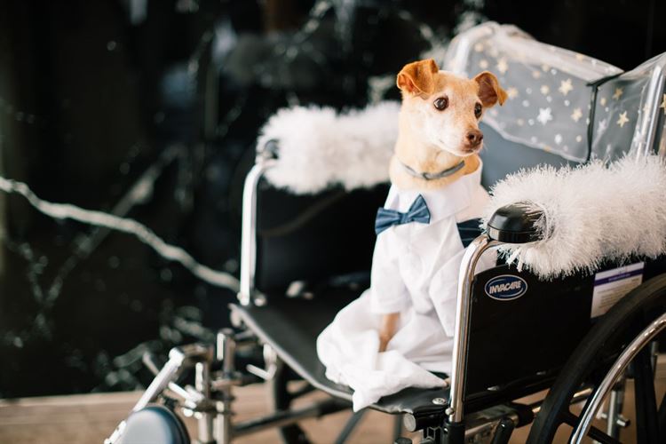 כלה על גלגלים: כשהסיוט הופך לחתונה הכי שמחה שתראו 5