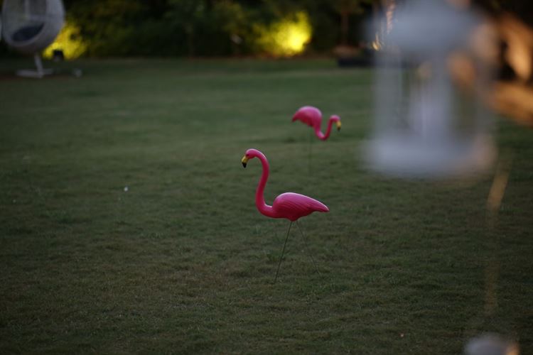 הפלמינגו קישט כל פינה בחתונה שלהם, החתונה של מעיין צ'מסי ותומר חפץ (צילום: עידן כנפי) 