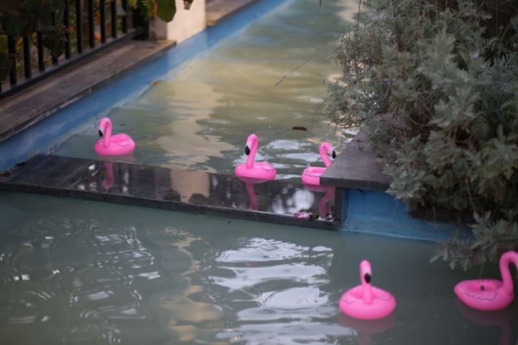 מושלם: פלמינגו מתנפחים שקישטו את הבריכה, החתונה של מעיין צ'מסי ותומר חפץ (צילום: עידן כנפי) 