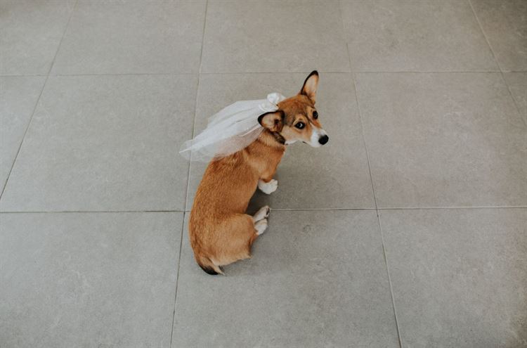 קאי המתוקה היא השושבינה הראשית (צילום: איה ואבי צלמים)