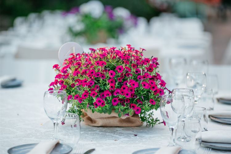 הכול לטובה: הכלה שפספסה אוטובוס וזכתה באהבה 17