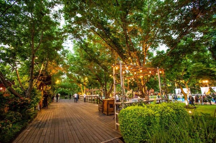 בלב מטע פקאן מרשים (צילום: יח