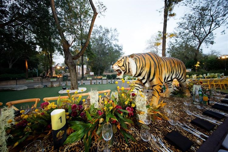 בין הג'ירפות לפילים: מה גרם לכל הסלבס להתייצב בספארי? 11