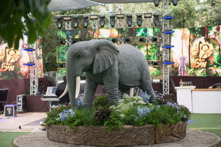 בין הג'ירפות לפילים: מה גרם לכל הסלבס להתייצב בספארי? 13