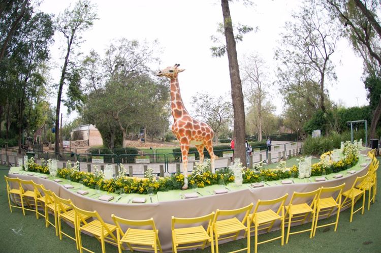 בין הג'ירפות לפילים: מה גרם לכל הסלבס להתייצב בספארי? 14