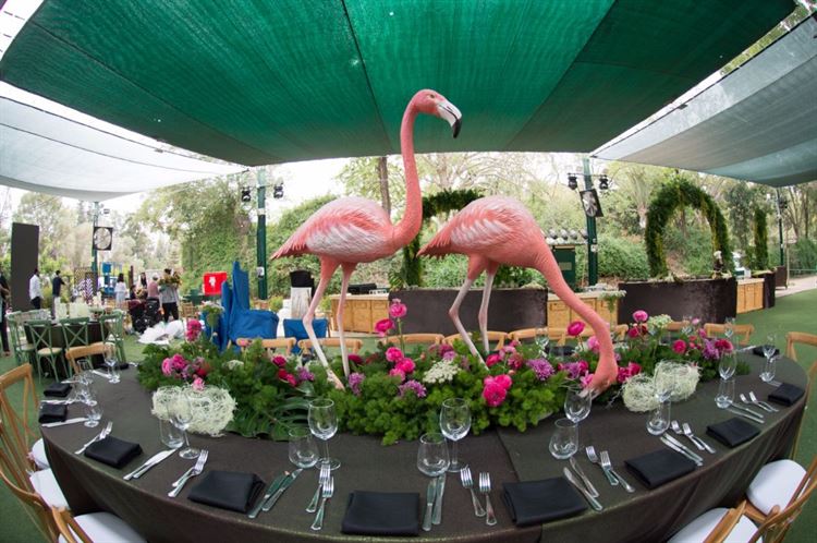 בין הג'ירפות לפילים: מה גרם לכל הסלבס להתייצב בספארי? 15