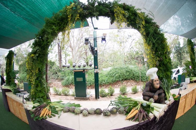 בין הג'ירפות לפילים: מה גרם לכל הסלבס להתייצב בספארי? 16