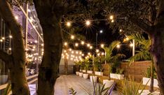 דוש הרמוני - מסעדות