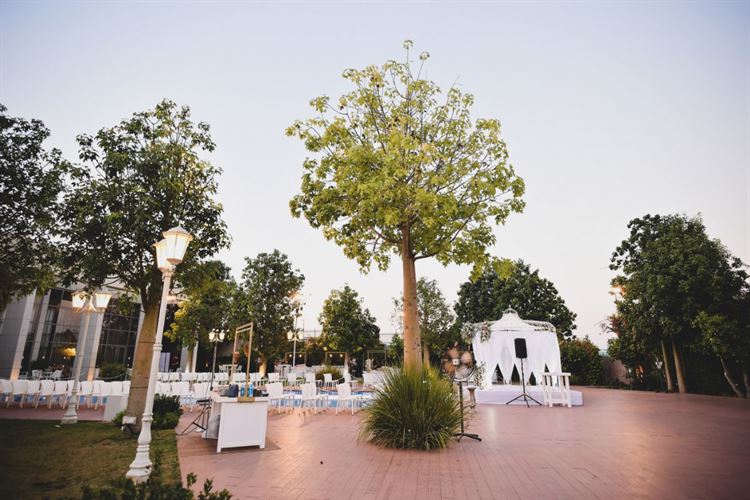 עצים גבוהים שמקיפים את קבלת הפנים (צילום: יח