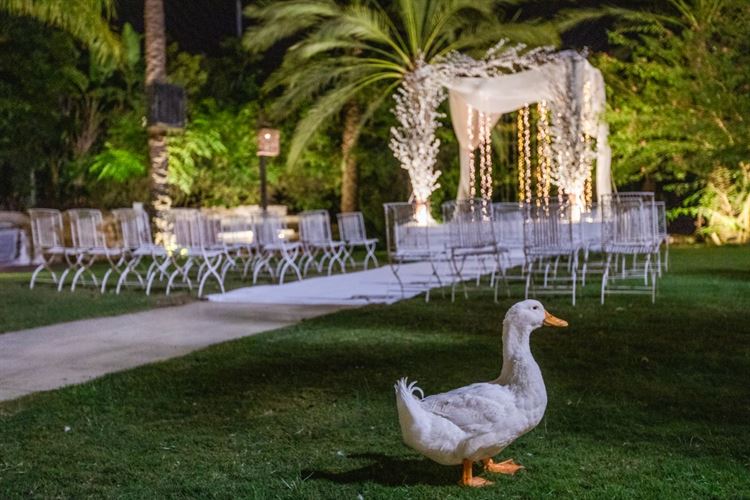 החופה המדהימה של 'יארה' (צילום: עידן כנפי)