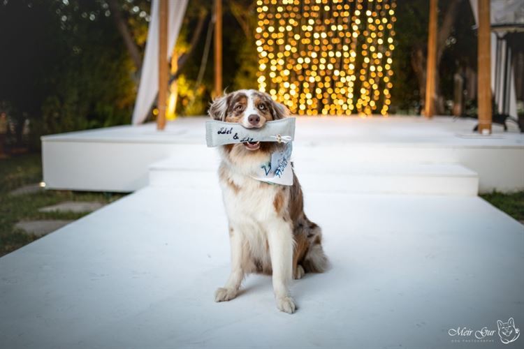 על אהבות וזנבות: חתונה מנביחה ראשונה 20