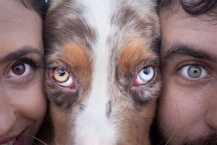 על אהבות וזנבות: חתונה מנביחה ראשונה 3