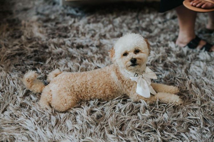 החתונה של שרון כהן ועמית לביא (צילום: people photography)