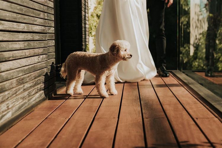 החתונה של שרון כהן ועמית לביא (צילום: people photography)