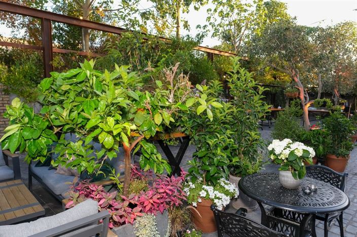 קבלת פנים בדולינה #11