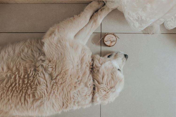 החתונה של אלמוג ובר (צילום: אנדריי אברמוב)