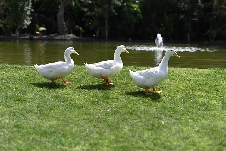 החתונה של דניאל וירון (צילום: חן כדורי, smile)