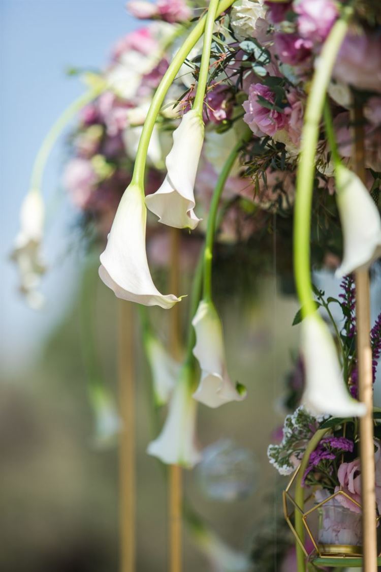 הפקת וואלה מזל טוב בחוות רונית (צילום: וואלה! מזל טוב)