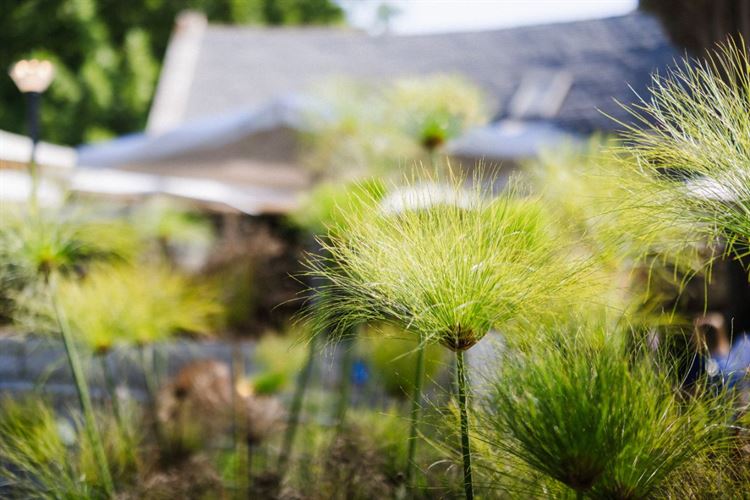 קפית בגן הבוטני (צילום: יח