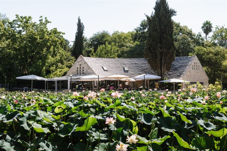 קפית בגן הבוטני (צילום: יח