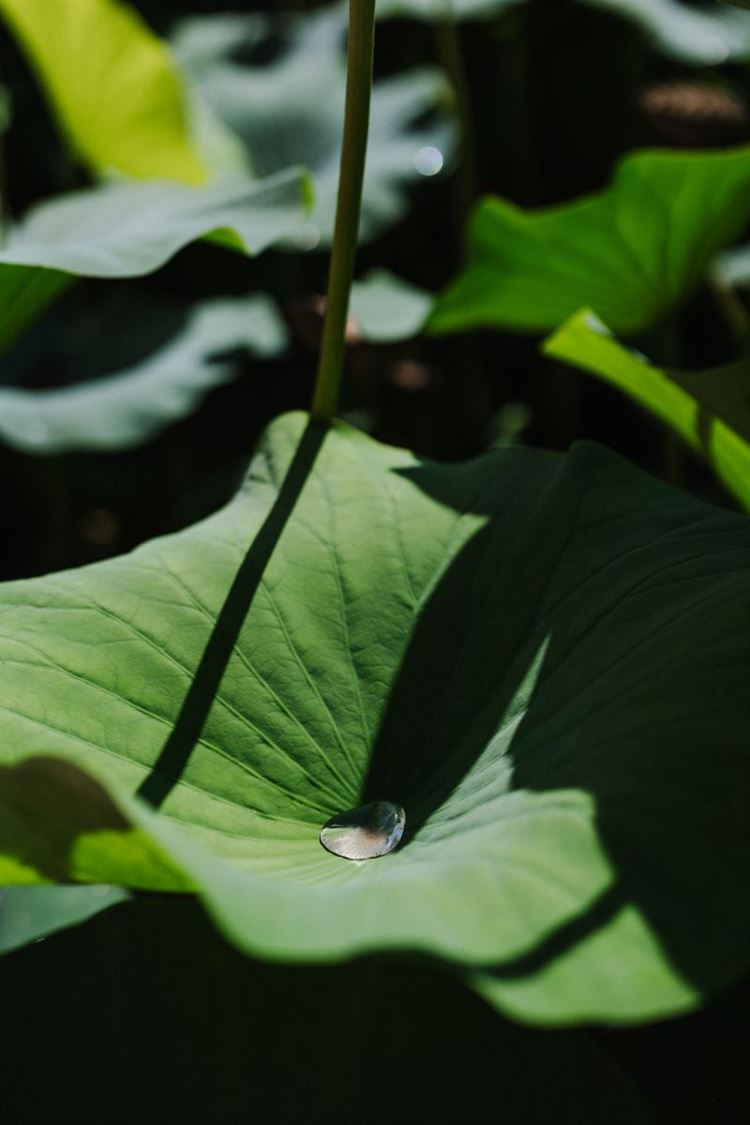 קפית בגן הבוטני (צילום: יח