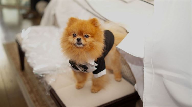 צילום: בני טפירו