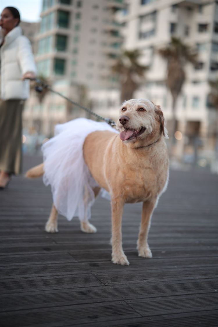 צילום: אלכס ab media